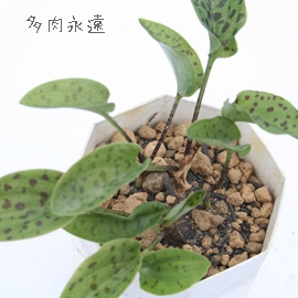}N[^Ah~IvVX-Drimiopsis maculata