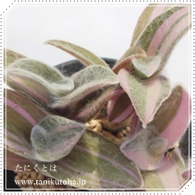 P,炬ʂЂ߂ɂ,gfXJ`A,Pт̒ʔ,Pт̈ĕ₵-Tradescantia fusucata variegata