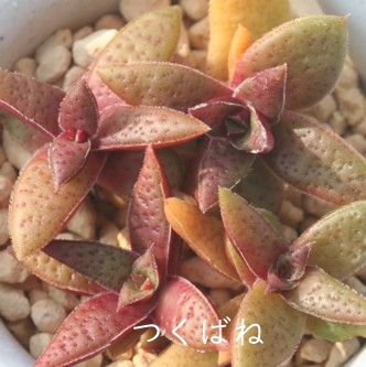 ΂ˁANbX-Crassula capitella ssp. thyrsiflora