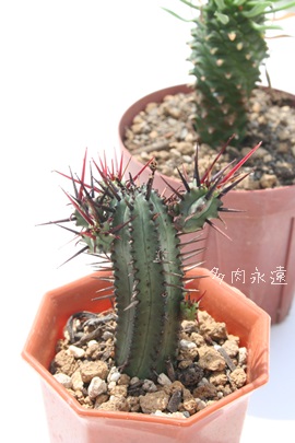 gʊt,A[zrA-Euphorbia enopla