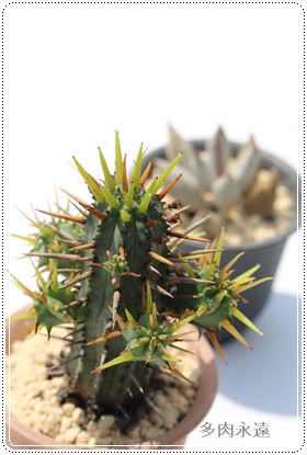 ʊt,A[zrA-Euphorbia OUSAIKAKU