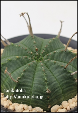 o_,[zrA,o_ʔ,o_ĕB₵,[zrȂ蕨,o_̔,JXj,zj,aj,Vzj,hV̓,-Euphorbia varida,i@ɂƂcuctus and succulents onlineshop from japan-TANIKUTOHA