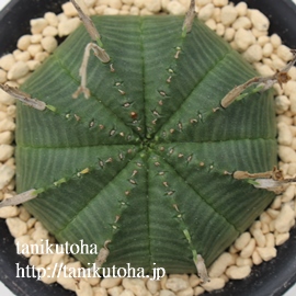 o_,[zrA,o_ʔ,o_ĕB₵,[zrȂ蕨,o_̔,JXj,zj,aj,Vzj,hV̓,-Euphorbia varida,i@ɂƂcuctus and succulents onlineshop from japan-TANIKUTOHA