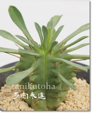 I,[zrA,Iیʔ,IۈĕB₵,[zrȂ蕨,I۔̔,JXj,zj,aj,Vzj,hV̓,-Euphorbia pluvinata,iɂƂcuctus and succulents onlineshop from japan-TANIKUTOHA