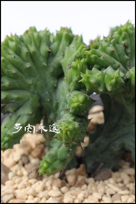 gʊt,ĂA[zrA-Euphorbia enopla
