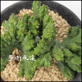 gʊt,A[zrA-Euphorbia enopla