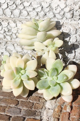 G,Gт̒ʔ,Gт̈ĕ,Gт̑₵,G,Gт̒ʔ,-graptoveria ellen variegataɂƂcuctus and succulents onlineshop from japan-TANIKUTOHA