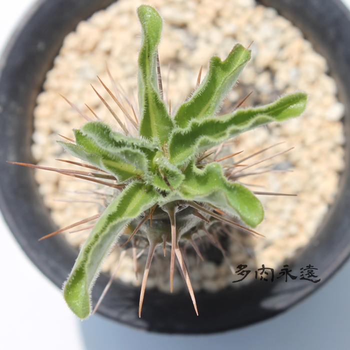 n,R[fbNX,pL|fBE-Pachypodium saundersii