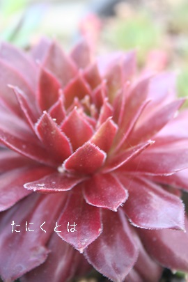 bh[YAZyrE-Sempervivum Red Rose