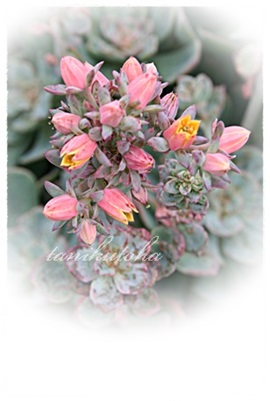 エケベリア属スペクラビリスの花：Echeveria spectaviris