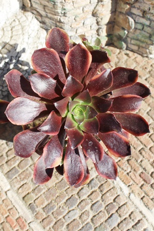 uY_AAGIjE- Aeonium Bronze medal