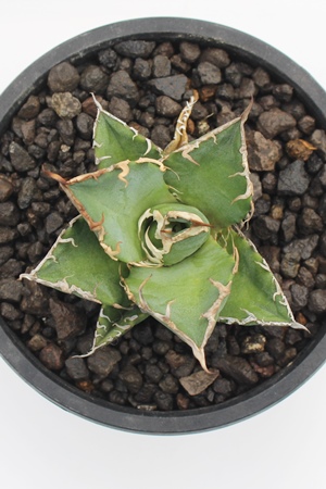 アガベの販売,アガベの通販アガベの増やし方,アガベの育て方,-Genus Agave,Agavaceae Agave,多肉永遠 たにくとはcuctus  and succulents onlineshop from japan-TANIKUTOHA