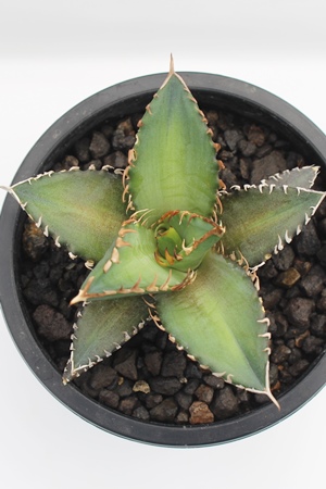 アガベの販売,アガベの通販アガベの増やし方,アガベの育て方,-Genus Agave,Agavaceae Agave,多肉永遠 たにくとはcuctus  and succulents onlineshop from japan-TANIKUTOHA