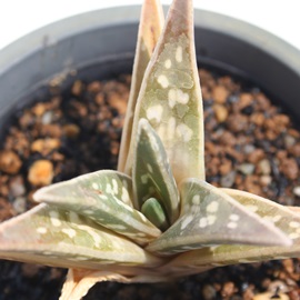 千代田錦,ちよだにしき、アロエ属-Aloe variegata