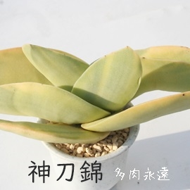 _сAƂɂANbX-Crassula falcta f. variegata