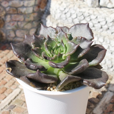 新入荷・送料込】エケベリア 韓国苗 ブラックマディバ 多肉植物