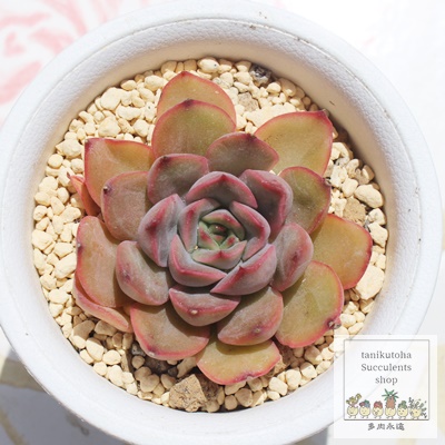 |V[x,GPxA,GPxÃ|V[xʔ,GPxÃ|V[xĕ₵-Echeveria pomsorbet,iɂƂ