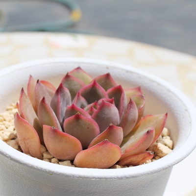 |V[x,GPxA,GPxÃ|V[xʔ,GPxÃ|V[xĕ₵-Echeveria pomsorbet,iɂƂ