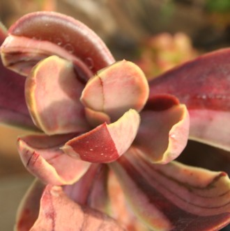 сAƂ肷ɂAGPxA-Echeveria fasiculata variegata