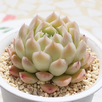 啟,A啟,啟gt,啟B₵,啟ĕ,啟̔,GPxA,啟̒ʔ,啟̈ĕ₵-Echeveria komomodaifuku,iɂƂ