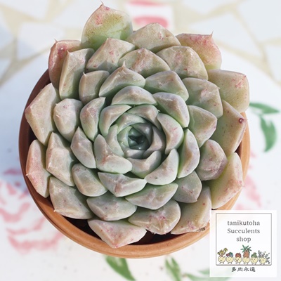 No[,ANo[,ANo[gt,No[B₵,No[ĕ,No[̔,GPxA,No[̒ʔ,No[̈ĕ₵-Echeveria cleaver,i@ɂƂcuctus and succulents onlineshop from japan-TANIKUTOHA