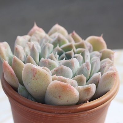 No[,ANo[,ANo[gt,No[B₵,No[ĕ,No[̔,GPxA,No[̒ʔ,No[̈ĕ₵-Echeveria cleaver,i@ɂƂcuctus and succulents onlineshop from japan-TANIKUTOHA
