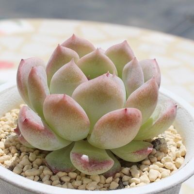 N[啟,GPxA,N[啟̒ʔ,N[啟̈ĕ₵,N[啟gt,N[啟t,Echeveria namacreamdaifuku,i@ɂƂ