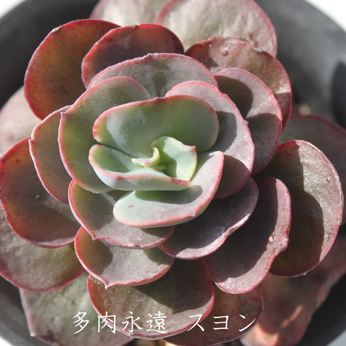 フラワー/ガーデン多肉植物　韓国苗　suyeon  スヨン群生　ラスト１