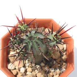 紅彩閣,こうさいかく、ユーホルビア属-Euphorbia enopla