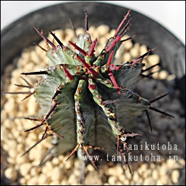 ホリダ、ユーホルビア属-Euphorbia horrida,多肉永遠