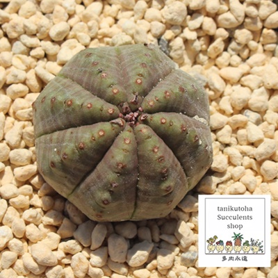 IxTV,[tHrA,IxTVʔ,IxTVĕB₵,Euphorbia obesa bonten,i ɂƂ