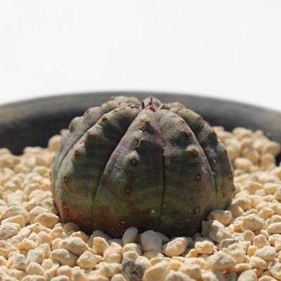 IxTV,[tHrA,IxTVʔ,IxTVĕB₵,Euphorbia obesa bonten,i ɂƂ