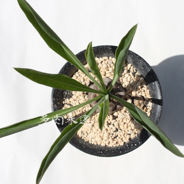 鉄甲丸,てっこうまる、ユーホルビア属-Euphorbia bupleurfolia