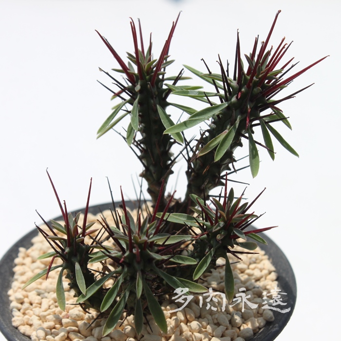 紅彩ロリカ、ユーホルビア属-Euphorbia Kousairorika