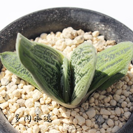 ニチダ、アロエ属-Aloe nobilis f. variegata