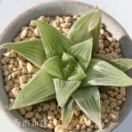 jсAnI`A-Haworthia turgida f. variegata
