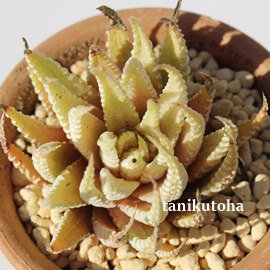 ,͂傤,,,nI`A-Haworthia fasciata f. variegata