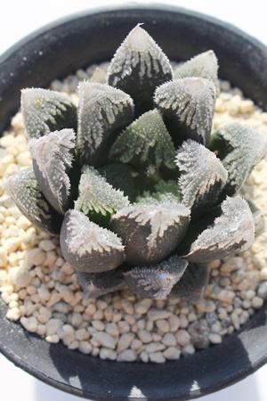 َ,JXj,zj,Vzj,hVj,܎Oj,o^CMtg,iwj,nI`A-Haworthia umbraticola var.GYOKUEI.