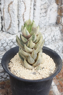 ʉf,JXj,zj,Vzj,hVj,܎Oj,o^CMtg,iwj,nI`A-Haworthia umbraticola var.GYOKUEI.