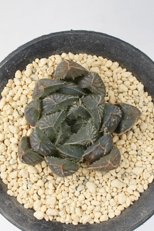 َ,JXj,zj,Vzj,hVj,܎Oj,o^CMtg,iwj,nI`A-Haworthia umbraticola var.GYOKUEI.