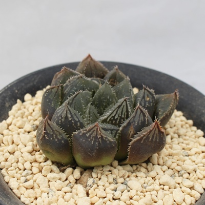 aIuc[T,nI`A,aIuc[T̒ʔ,aIuc[T̈ĕaIuc[T₵,nI`AJXj,zj,hVj,aj,Vzj,-Haworthia yumedono obtusa