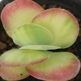 gтׂɂƂɂAeBVt[сAJRG-Kalanchoe thyrsiflora variegata