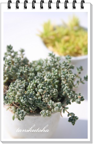 松の緑、ルシダム、セダム属-Sedum brevifolium
