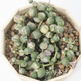 緑の鈴錦,みどりのすずにしき、セネシオ属-Senecio rowleyanus varieagata
