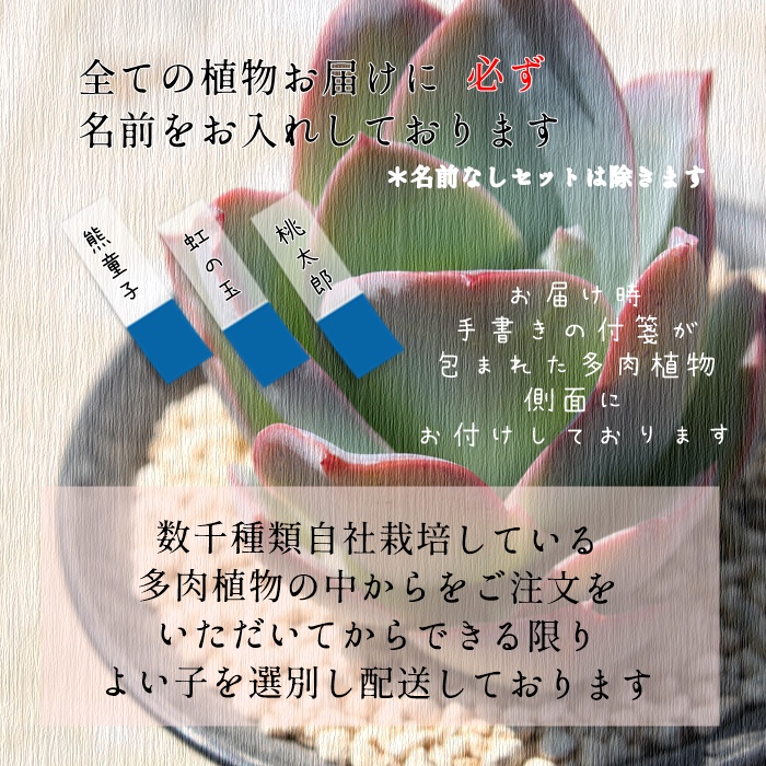 A̕c̔,A̕c,ÂrTCYc̔,ɂ̔̔,ÃZbg̔,A̒ʔ,TCY̑A,A̔̔,ɂ̒ʔ,̔,i@ɂƂ́[cuctus and succulents onlineshop from japan-TANIKUTOHA