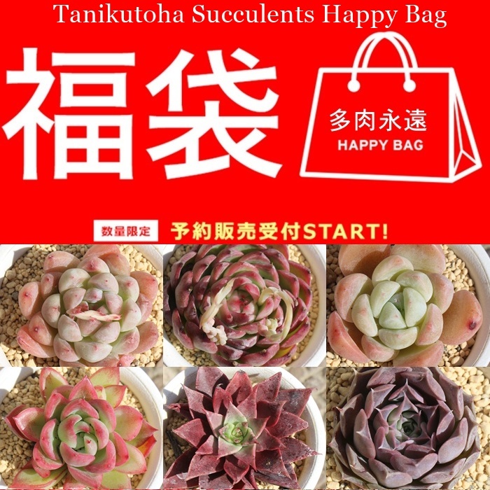 �l�C�̃G�P�x���A�𒆐S�Ɍ��I�������܁B�Q�n�����Д_��炿�ŏ�v�ȕc�����͂��B�F�E�`���܂��܂ȕi�킪���邨���Ȑ��ʌ���Z�b�g