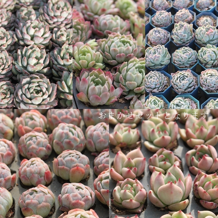 A̕c̔,A̕c,ÂrTCYc̔,ɂ̔̔,ÃZbg̔,A̒ʔ,TCY̑A,A̔̔,ɂ̒ʔ,̔,i@ɂƂ́[cuctus and succulents onlineshop from japan-TANIKUTOHA